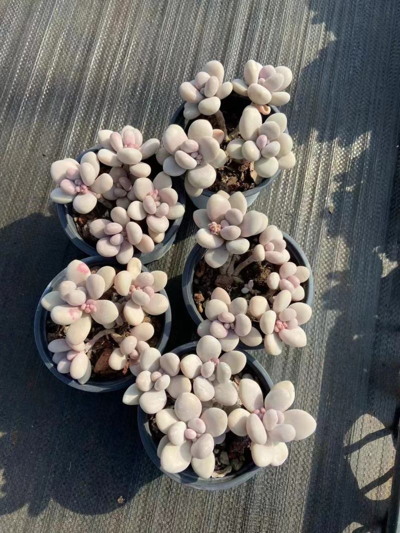 桃蛋整桩无砍110杯桃蛋基地桃蛋多肉