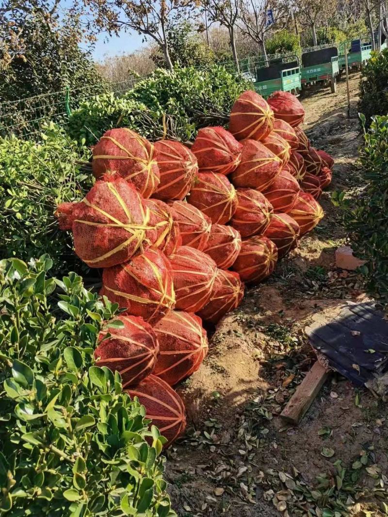 大叶黄杨球