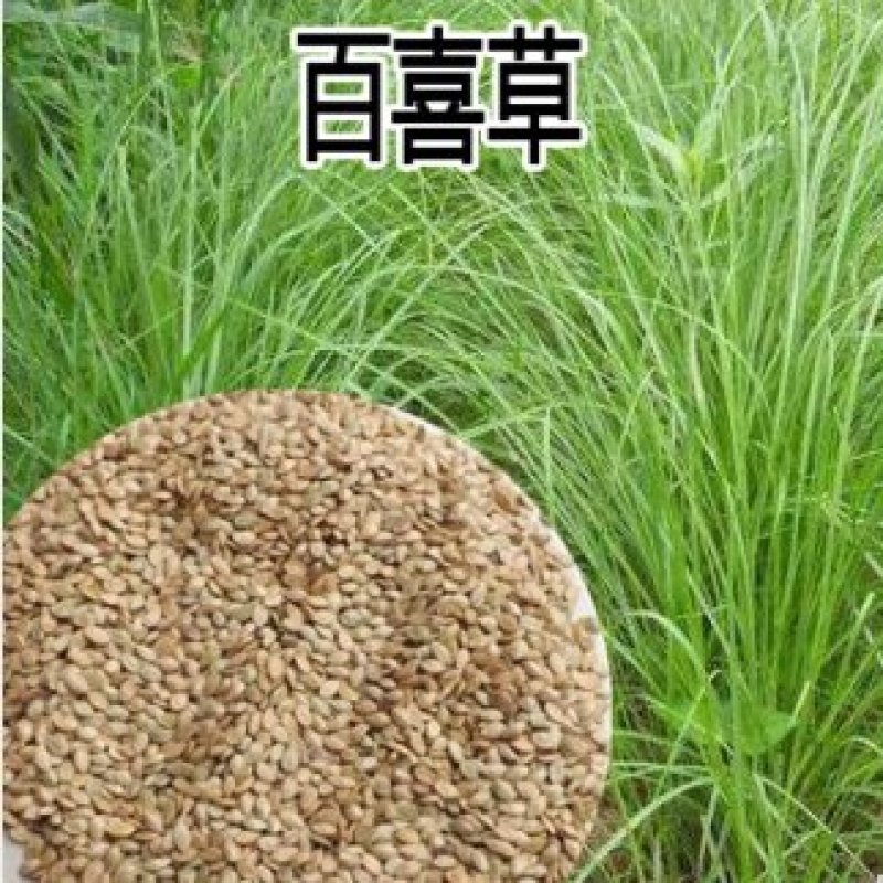 百喜草种子宽叶雀稗护坡草籽道路护坡绿化固土覆绿牧草种子