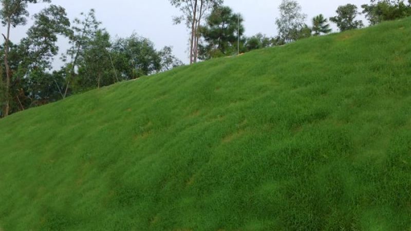 百喜草种子宽叶雀稗护坡草籽道路护坡绿化固土覆绿牧草种子