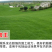 百喜草种子宽叶雀稗护坡草籽道路护坡绿化固土覆绿牧草种子