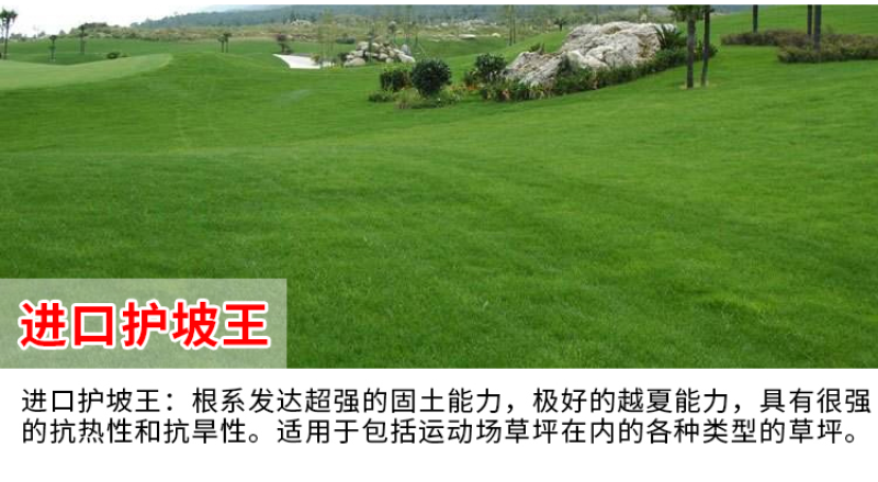 百喜草种子宽叶雀稗护坡草籽道路护坡绿化固土覆绿牧草种子
