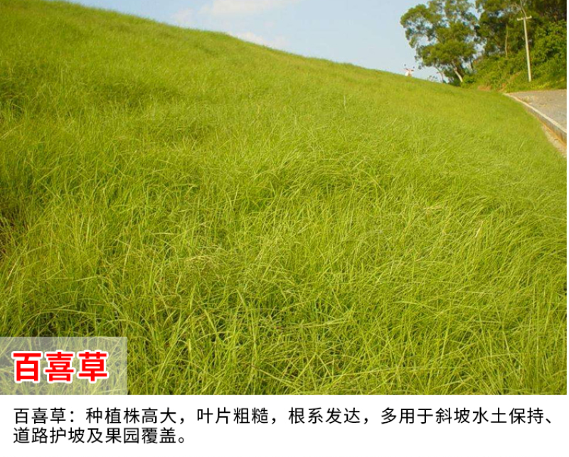 百喜草种子宽叶雀稗护坡草籽道路护坡绿化固土覆绿牧草种子