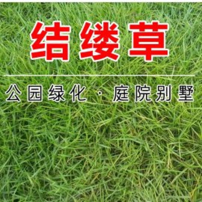 结缕草草坪种子中华结缕草日本结缕草四季常青矮生耐践踏