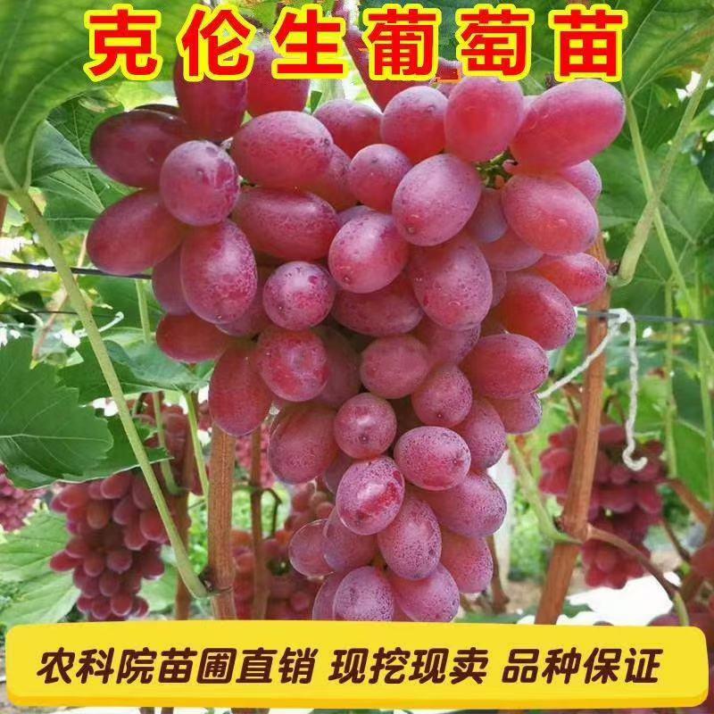 葡萄苗阳光玫瑰葡萄苗根系发达保证纯度免费提供种植技术