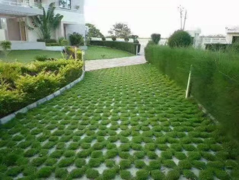 结缕草草坪种子中华结缕草日本结缕草四季常青矮生耐践踏