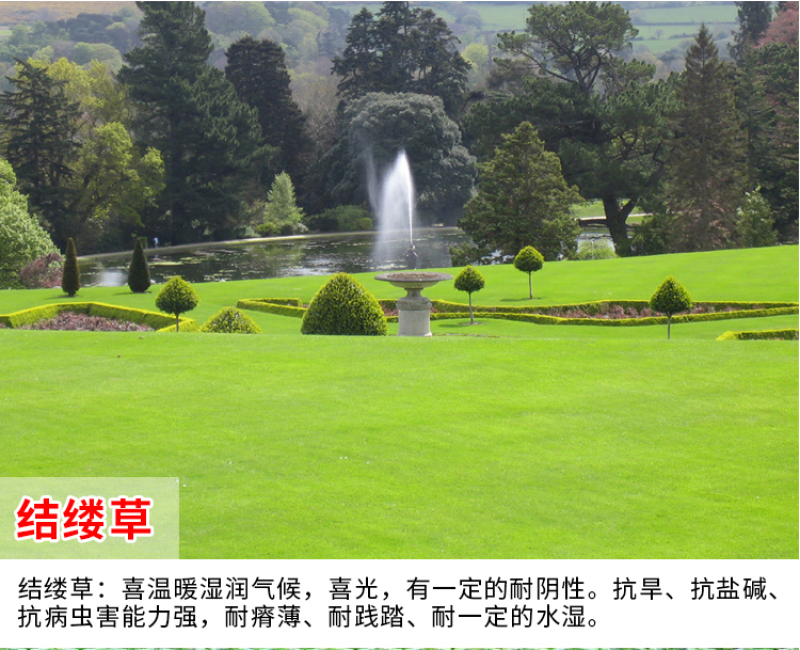 结缕草草坪种子中华结缕草日本结缕草四季常青矮生耐践踏