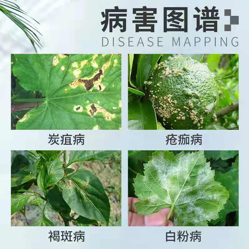 巴斯夫成标80%硫磺柑橘疮痂病西瓜黄瓜柑橘白粉桃树褐斑病