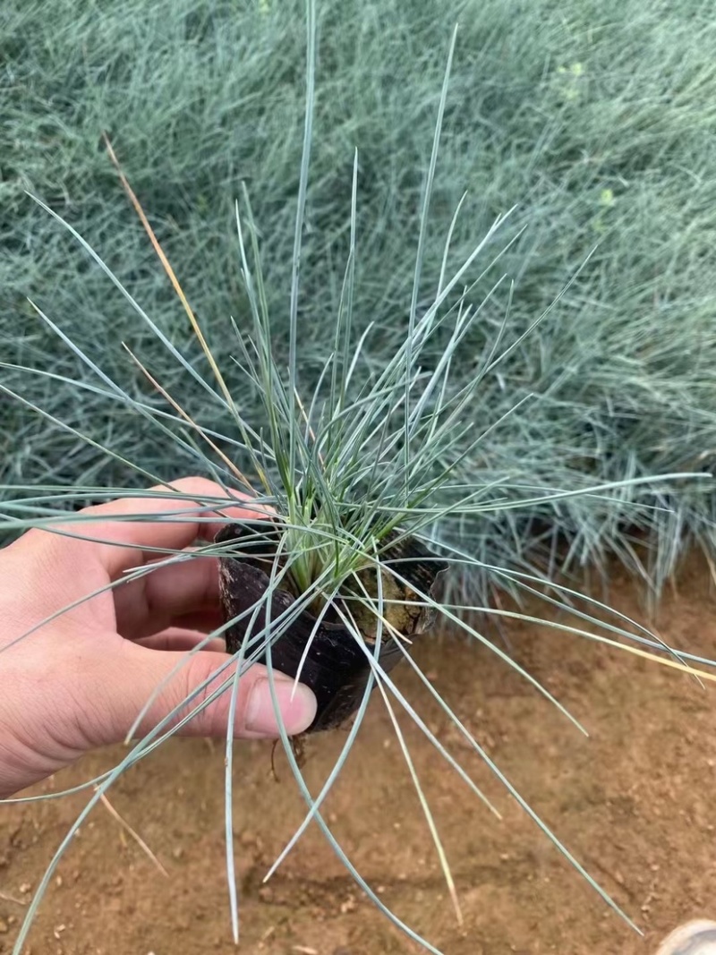 兰羊茅蓝羊茅花苗观赏草植物花卉大杯苗小杯苗基地直供