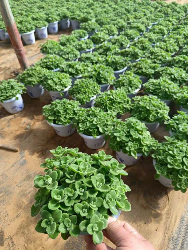 碰碰香，冠幅大，质量很好，大量有货，常年供应