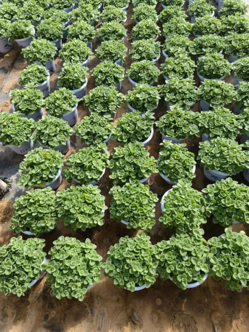 碰碰香，冠幅大，质量很好，大量有货，常年供应