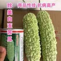 白珍珠苦瓜珍美白玉苦瓜种子抗病高产外观漂亮