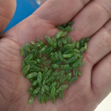 竹香米是一种绿色的米类食材，所有商品不包邮！物流发货！