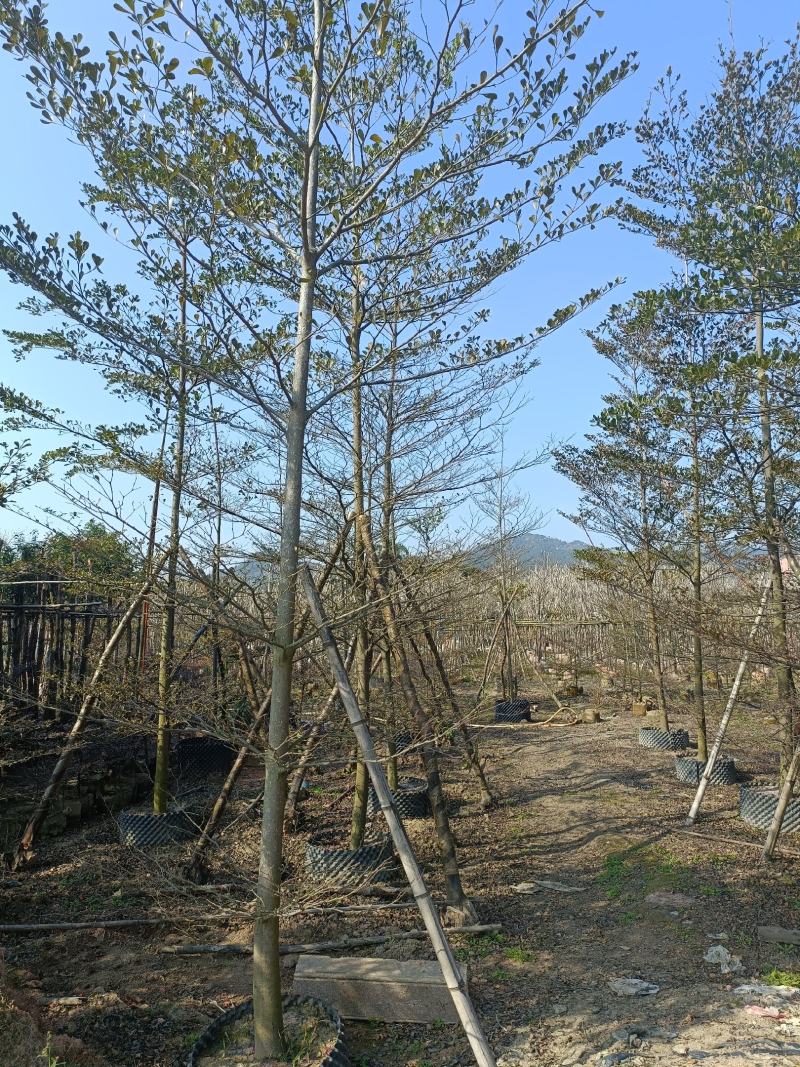 小叶揽仁1.5米高至2米高原生苗，还有其他公分数规格