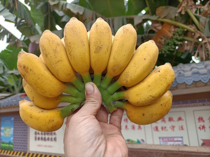 小米蕉产地直发一手货源，可供应电商各大平台，支持一件代发