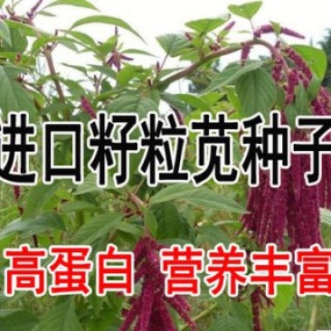 美国进口籽粒苋种子优质牧草高蛋白高营养适口性好易种植