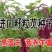 美国进口籽粒苋种子优质牧草高蛋白高营养适口性好易种植