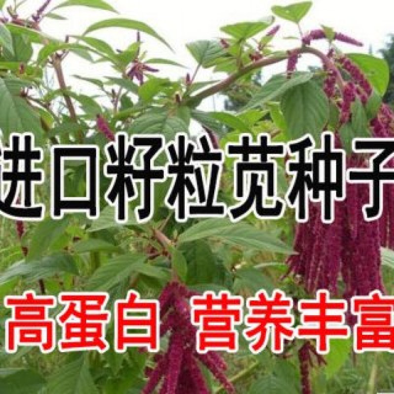美国进口籽粒苋种子优质牧草高蛋白高营养适口性好易种植