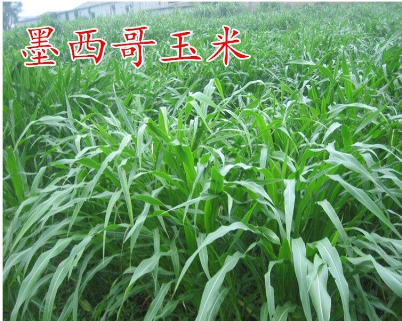 美国进口籽粒苋种子优质牧草高蛋白高营养适口性好易种植