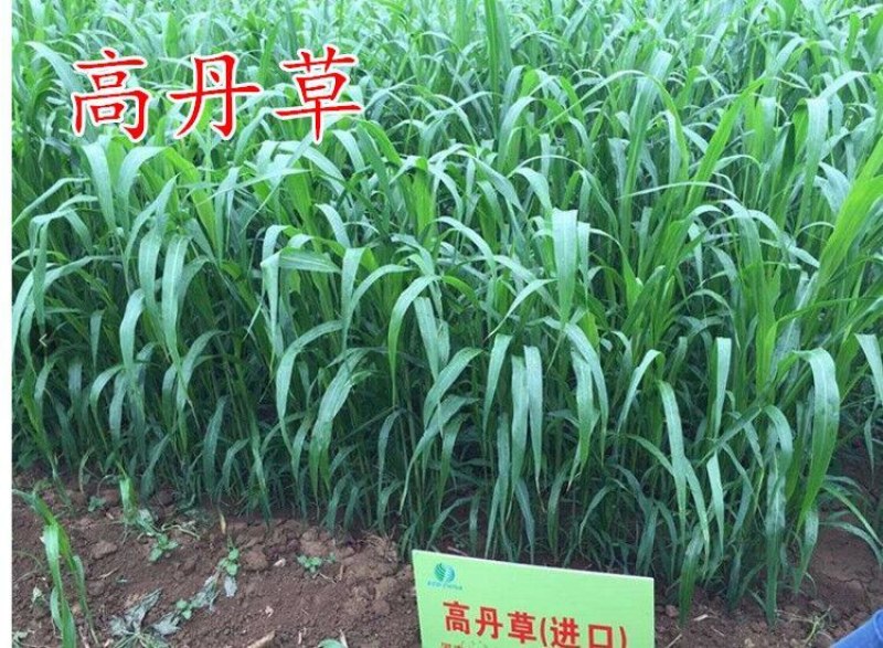 美国进口籽粒苋种子优质牧草高蛋白高营养适口性好易种植