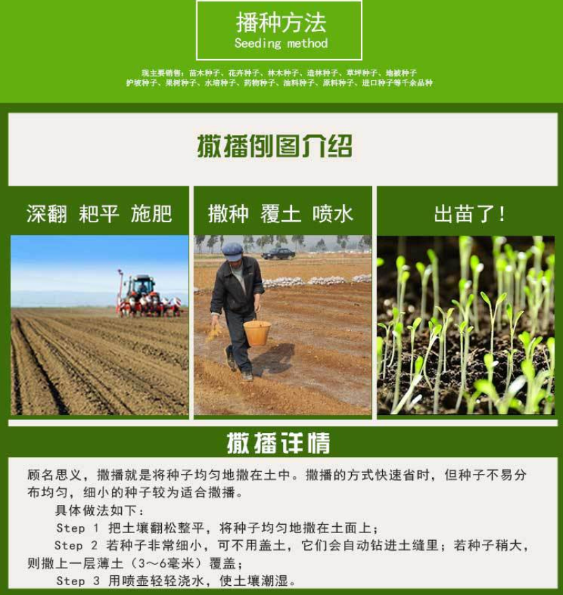 美国进口籽粒苋种子优质牧草高蛋白高营养适口性好易种植