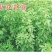 美国进口籽粒苋种子优质牧草高蛋白高营养适口性好易种植