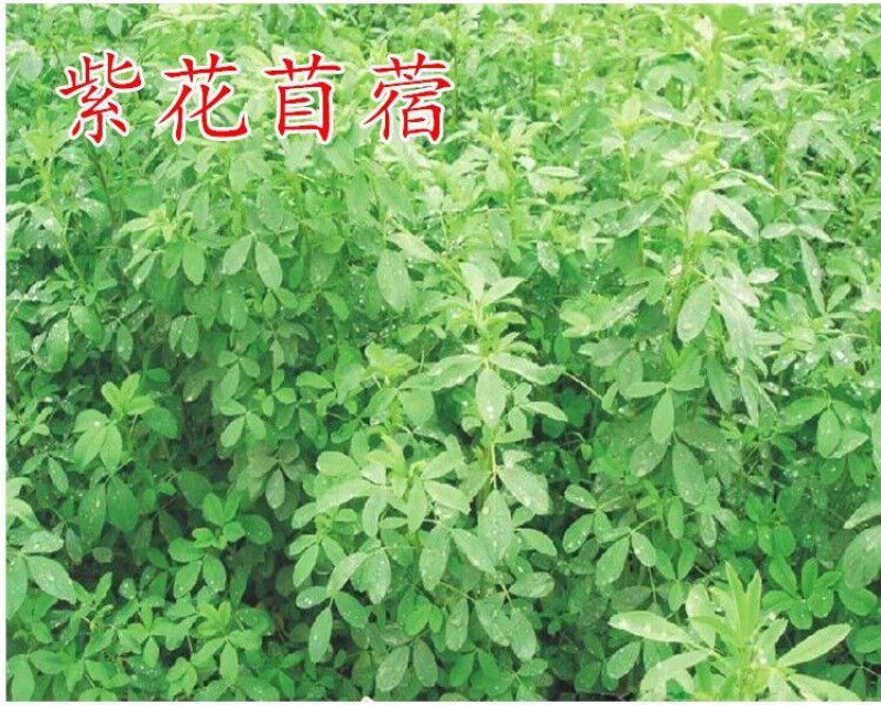 美国进口籽粒苋种子优质牧草高蛋白高营养适口性好易种植