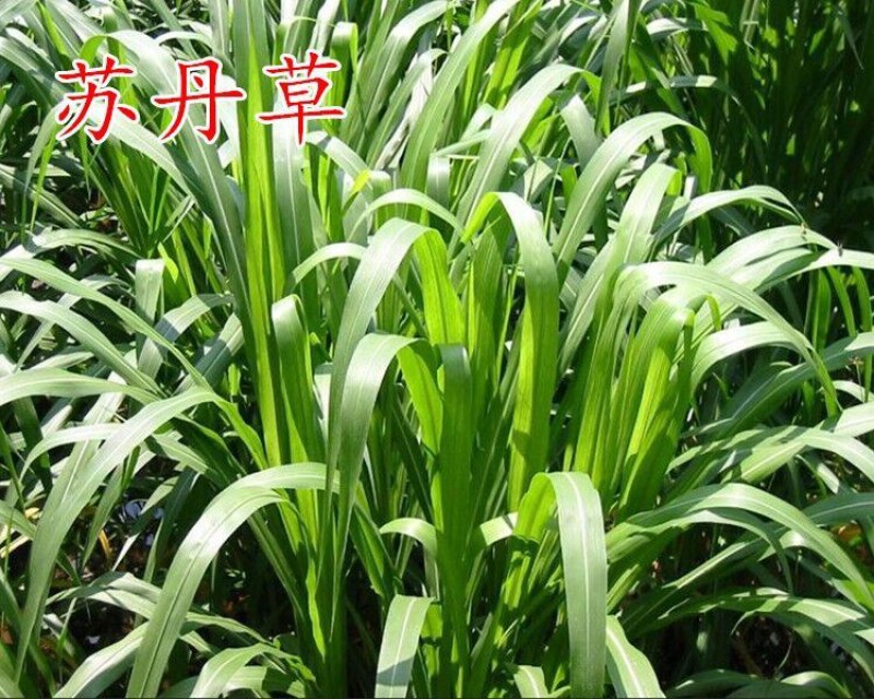 美国进口籽粒苋种子优质牧草高蛋白高营养适口性好易种植