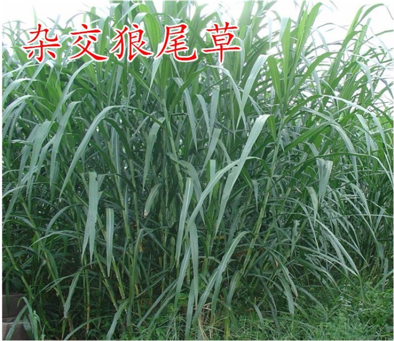 美国进口籽粒苋种子优质牧草高蛋白高营养适口性好易种植