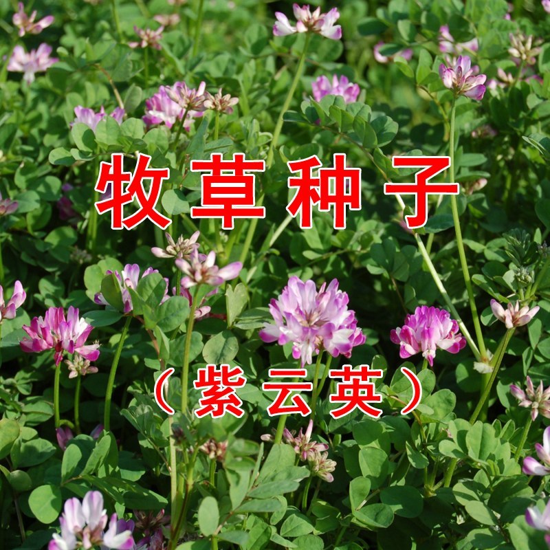 美国进口籽粒苋种子优质牧草高蛋白高营养适口性好易种植