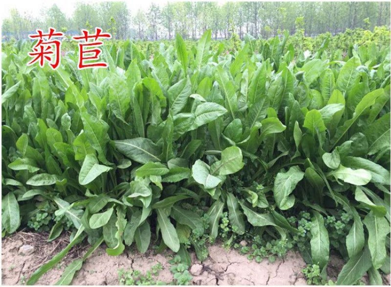 美国进口籽粒苋种子优质牧草高蛋白高营养适口性好易种植