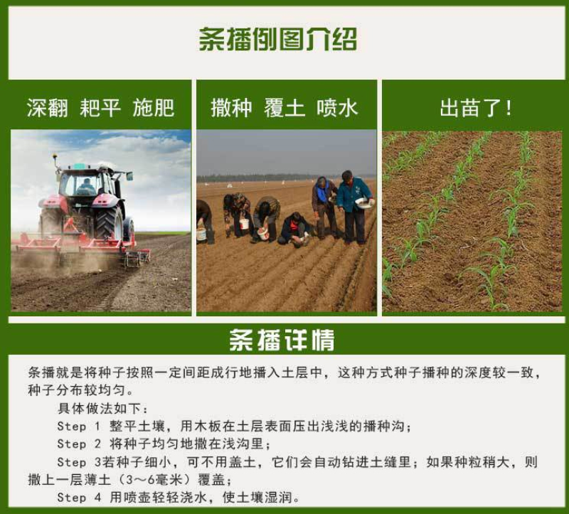 美国进口籽粒苋种子优质牧草高蛋白高营养适口性好易种植