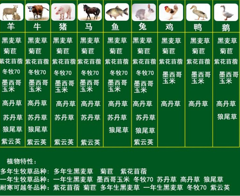 美国进口籽粒苋种子优质牧草高蛋白高营养适口性好易种植