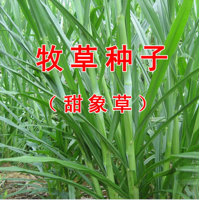 美国进口籽粒苋种子优质牧草高蛋白高营养适口性好易种植