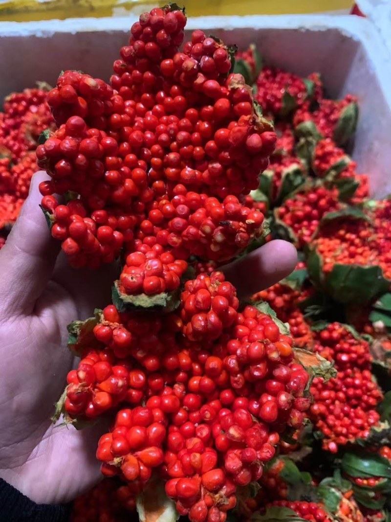 优质高产量重楼种苗。重楼为百合科植物。别名，七叶一枝花！