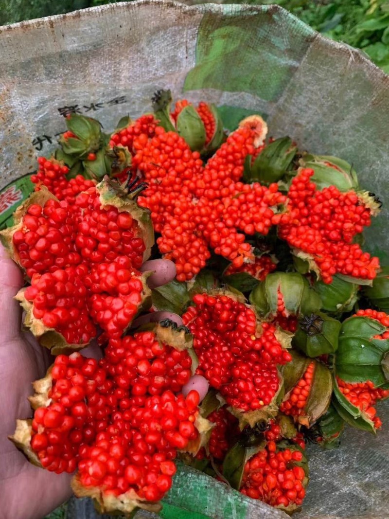 优质高产量重楼种苗。重楼为百合科植物。别名，七叶一枝花！