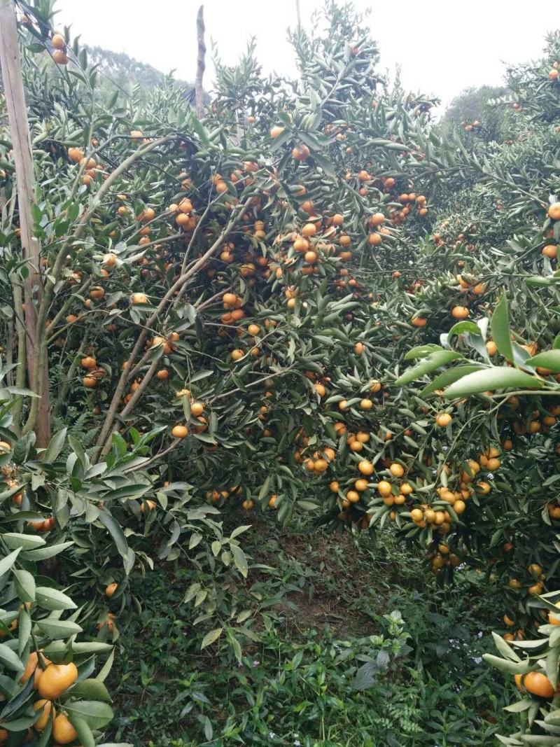 正宗嫁接橘子苗砂糖橘皇帝柑嫁接苗南北方种植盆栽地栽果树苗