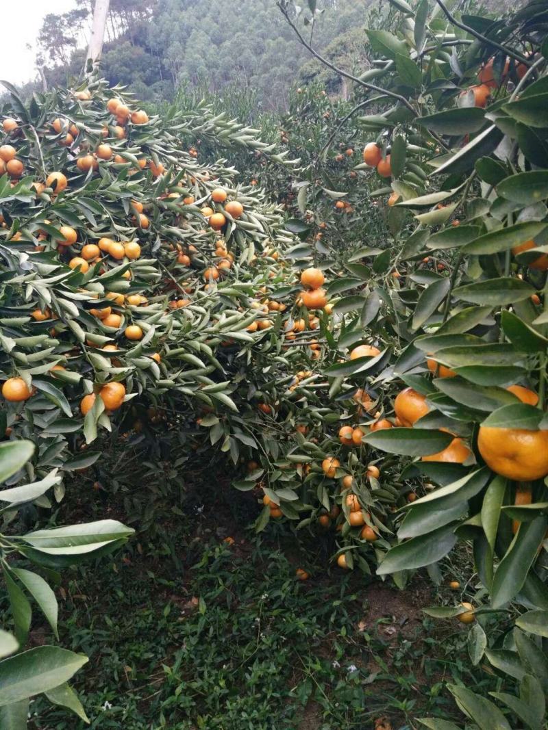 正宗嫁接橘子苗砂糖橘皇帝柑嫁接苗南北方种植盆栽地栽果树苗