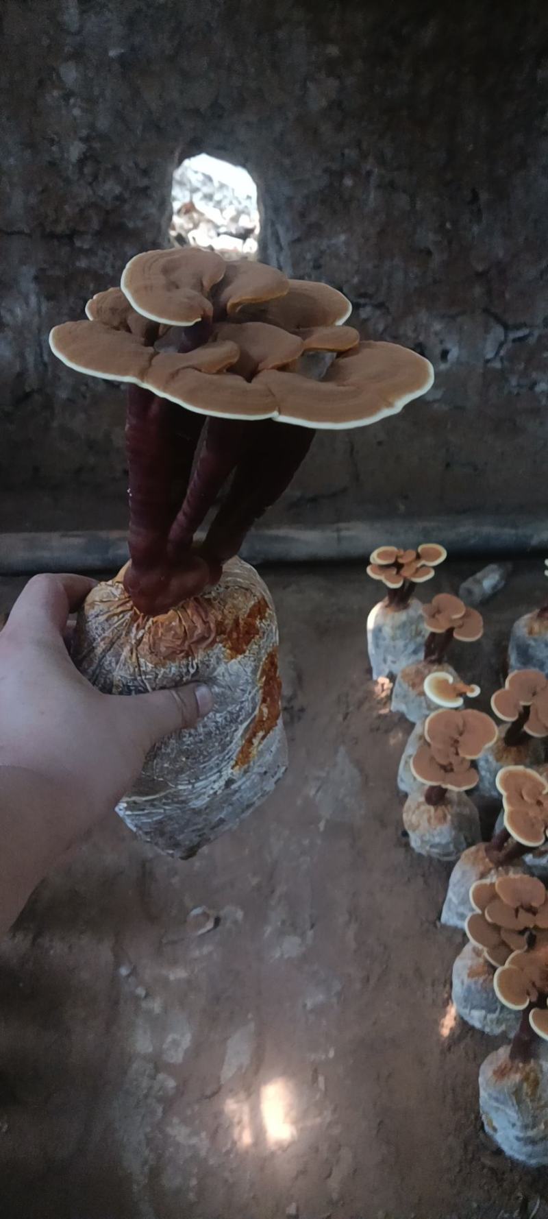 灵芝盆景，活体灵芝，金边灵芝，可观赏可食用，可做灵芝盆景