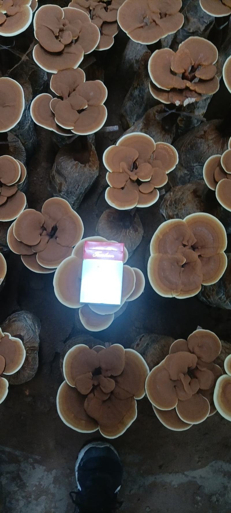灵芝盆景，活体灵芝，金边灵芝，可观赏可食用，可做灵芝盆景