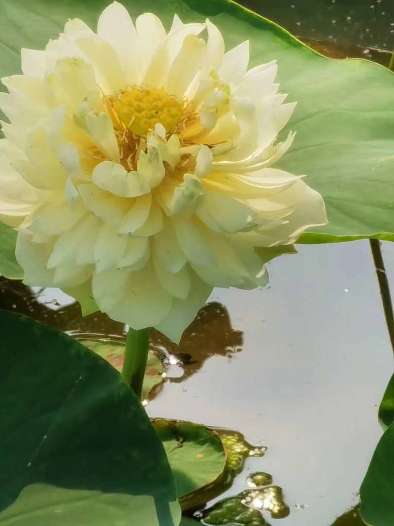 精品荷花苗种苗花卉种苗成活率高精品直供欢迎咨询！