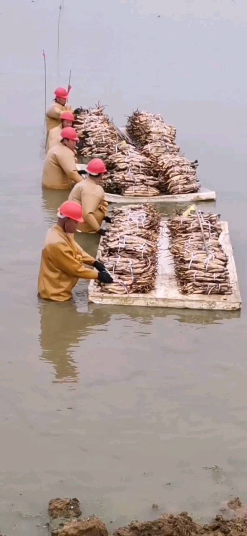 精品荷花苗种苗花卉种苗成活率高精品直供欢迎咨询！