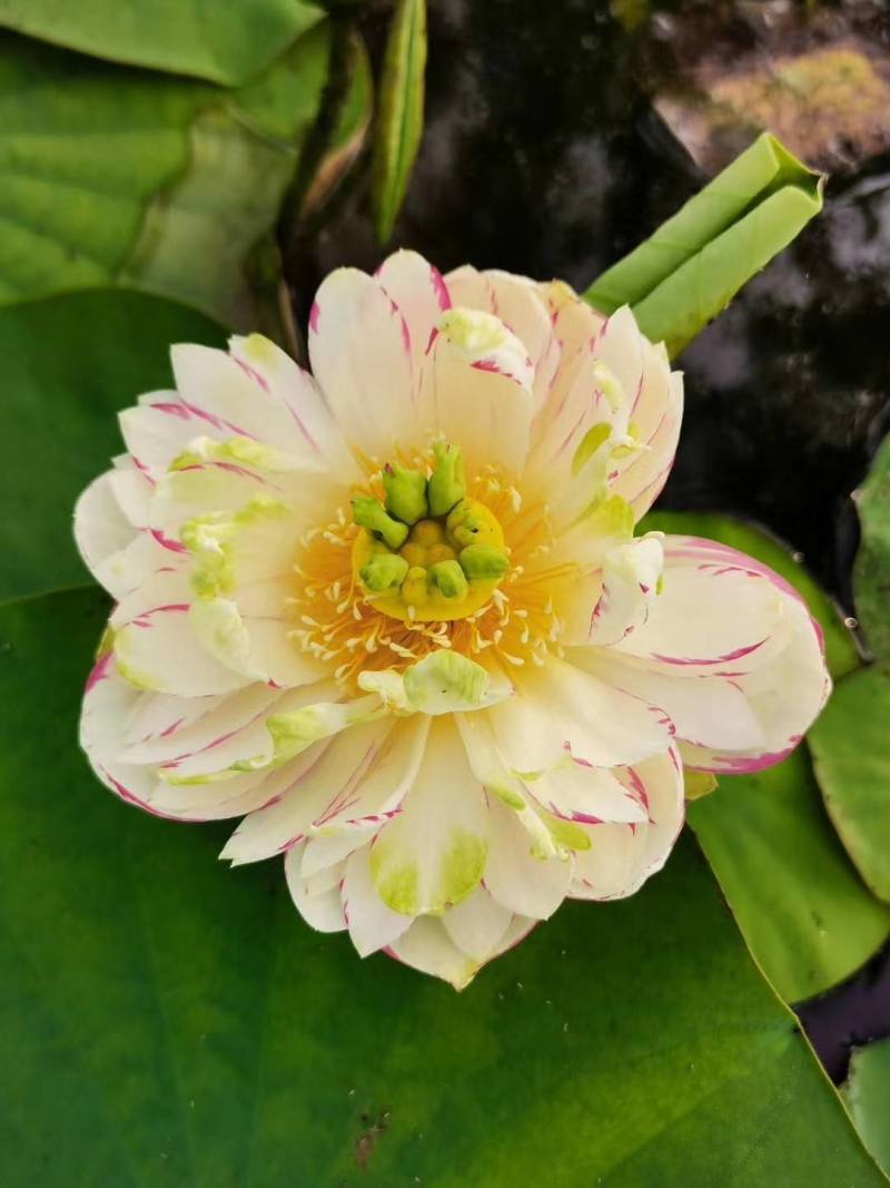 精品荷花苗种苗花卉种苗成活率高精品直供欢迎咨询！