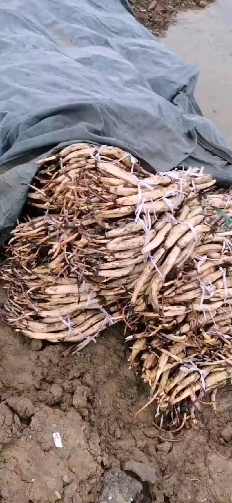 精品荷花苗种苗花卉种苗成活率高精品直供欢迎咨询！