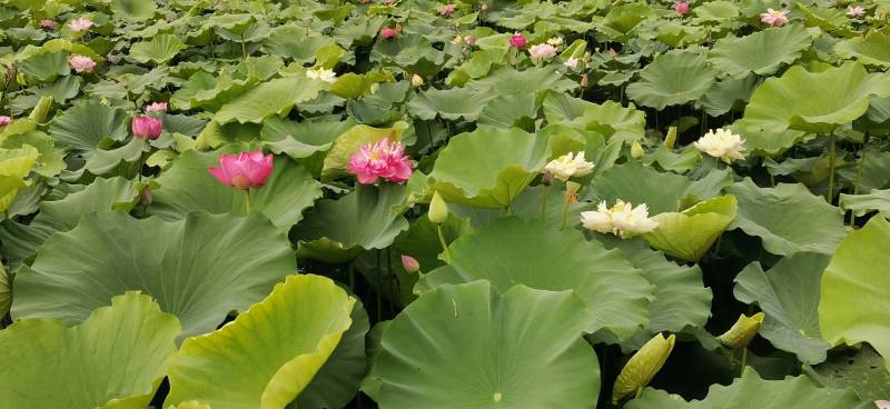 精品荷花苗种苗花卉种苗成活率高精品直供欢迎咨询！