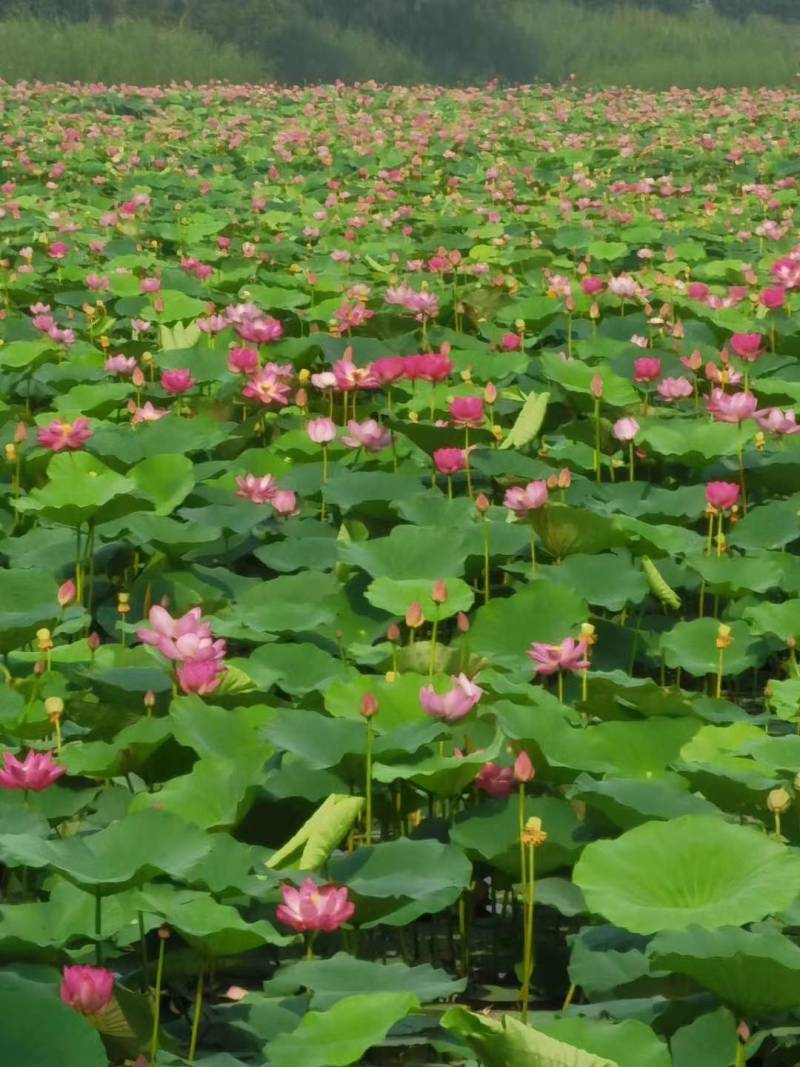精品荷花苗种苗花卉种苗成活率高精品直供欢迎咨询！