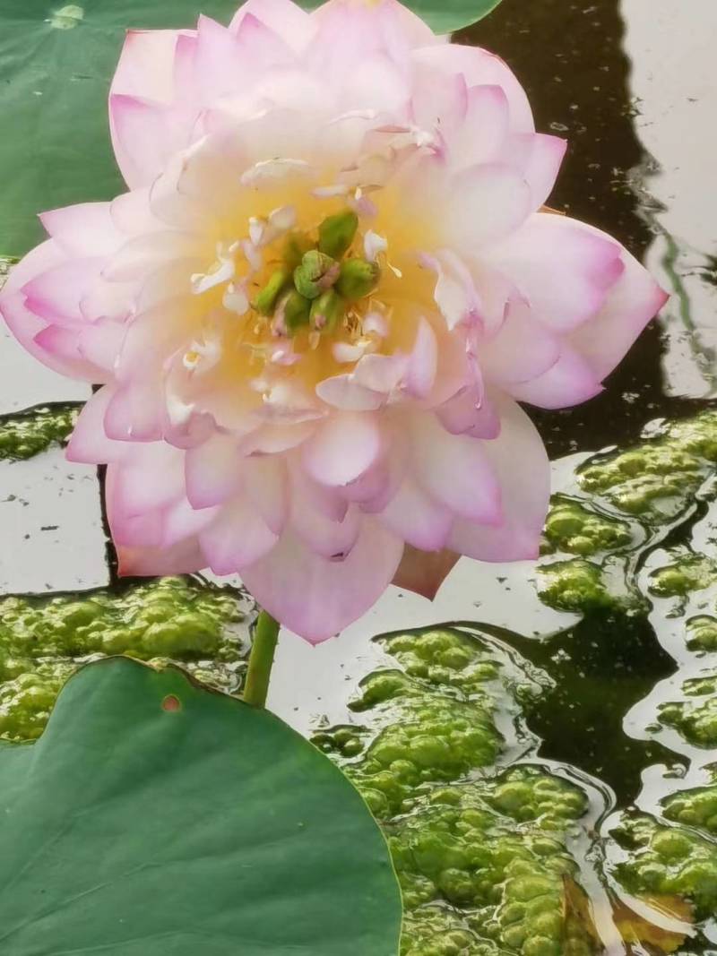 精品荷花苗种苗花卉种苗成活率高精品直供欢迎咨询！