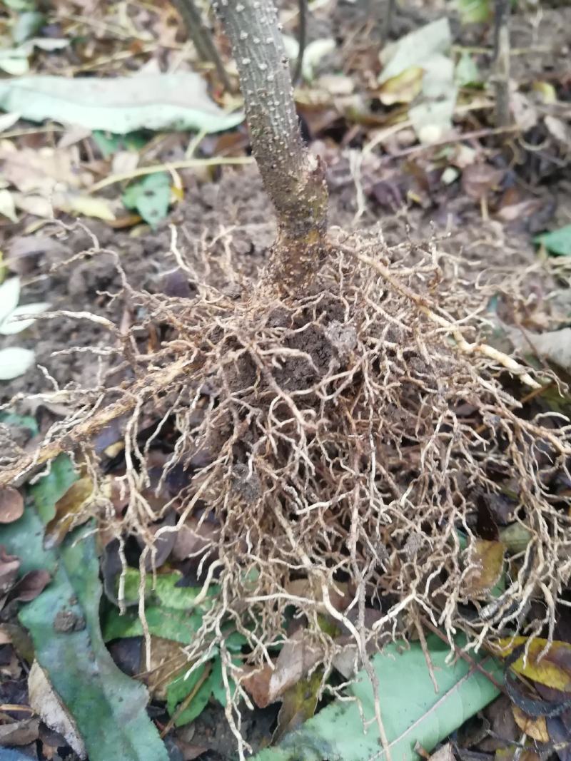 花椒苗一年苗二年苗三年苗品种好量大从优