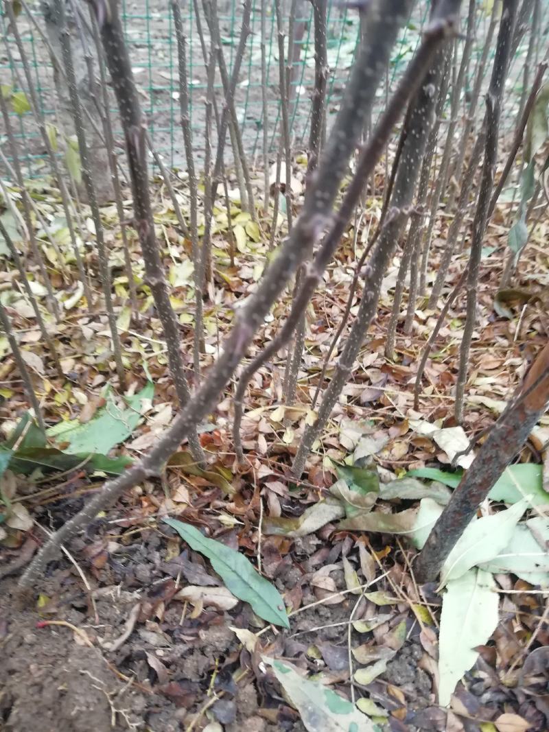 花椒苗一年苗二年苗三年苗品种好量大从优