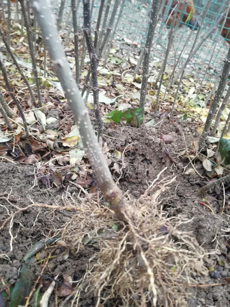 花椒苗一年苗二年苗三年苗品种好量大从优